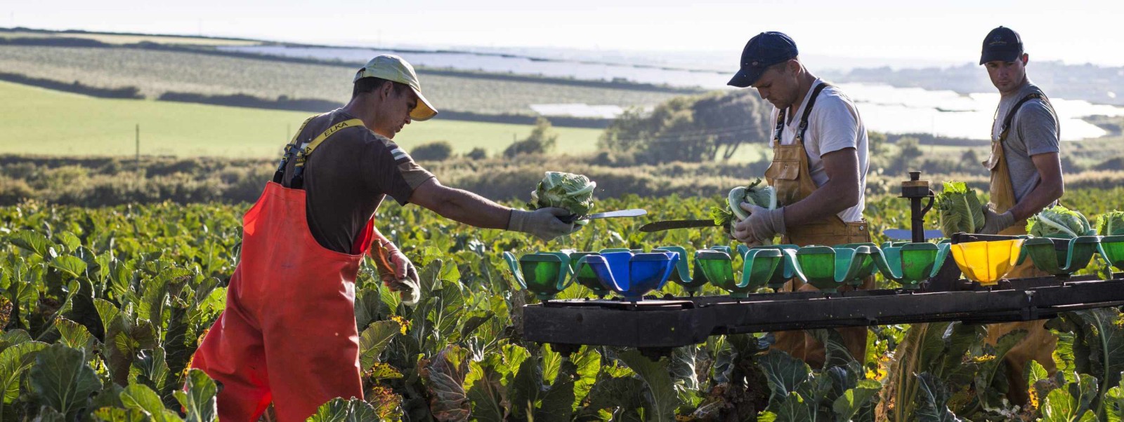 image showing cauliflower pickers at work 