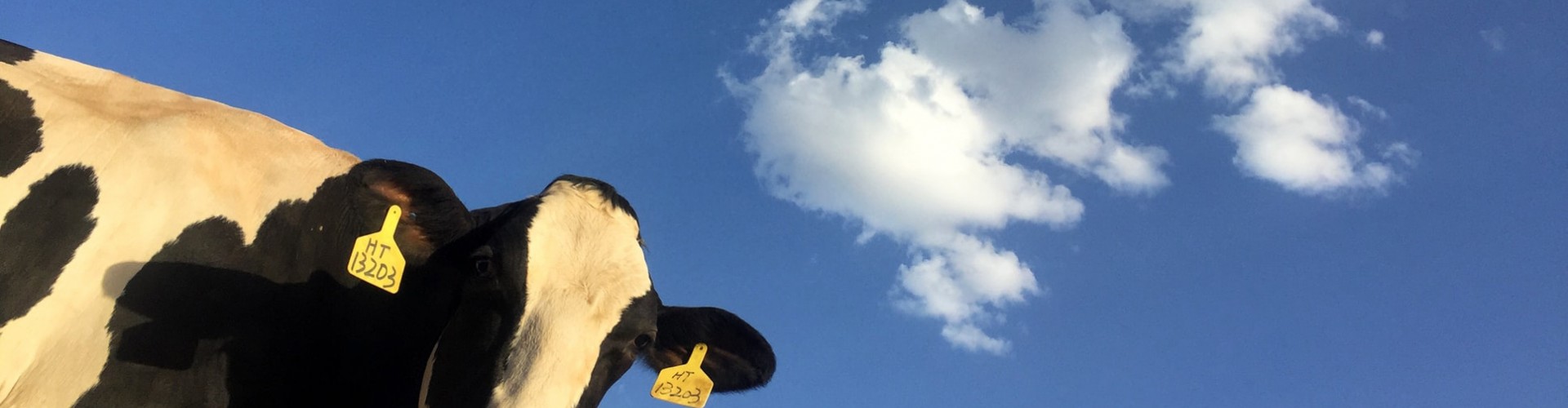 cropped cow blue sky white clouds