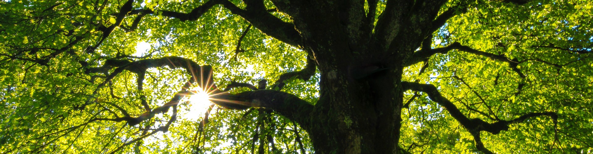 sun shining through tree branches