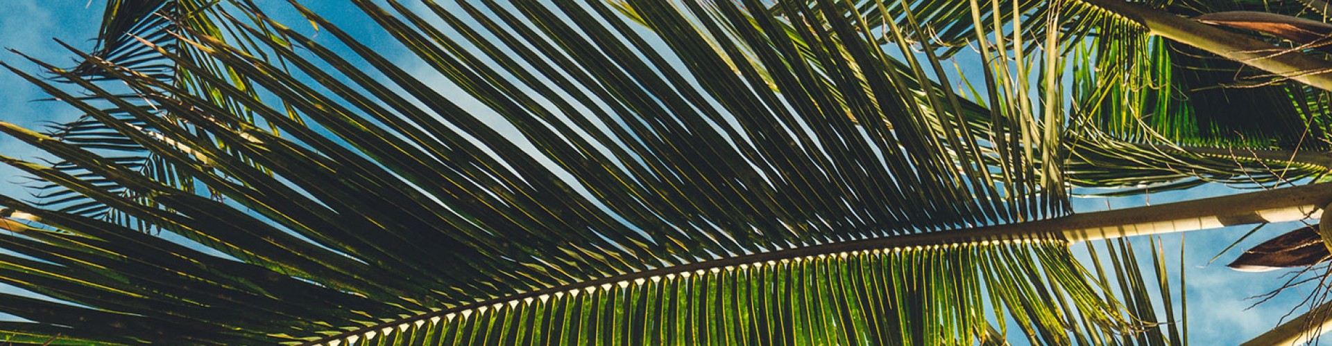 palm leaves from underneath