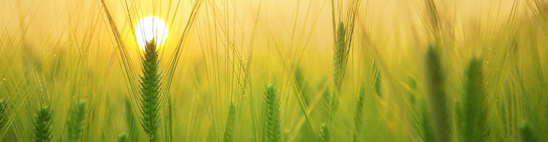 barley field with sun coming up