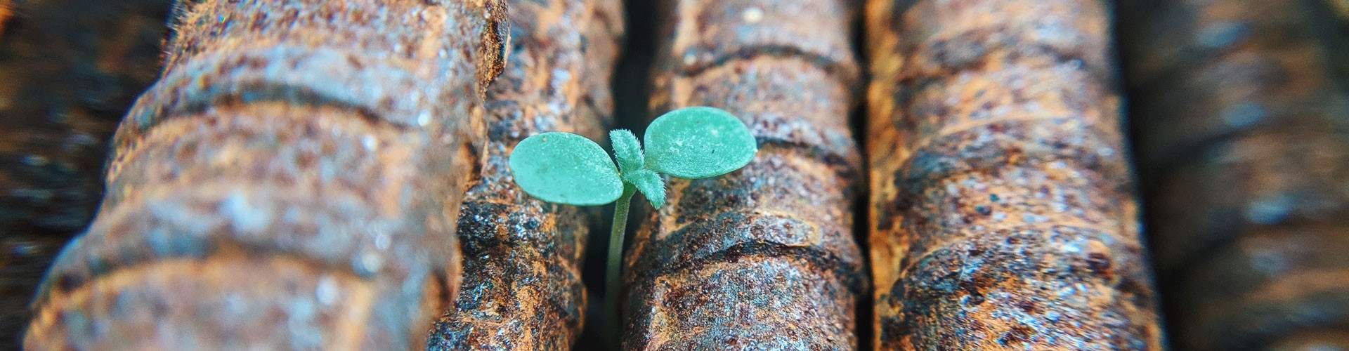 plant shoot growing out of metal girders 