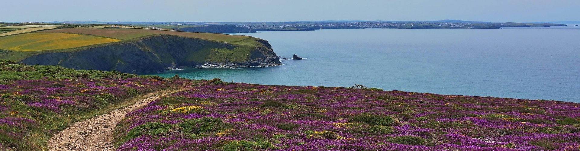 Cornish clifftop with flowers in foreground