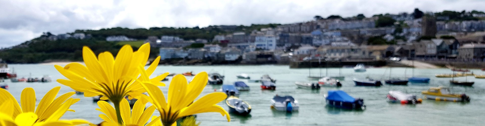 st ives bay with flowers in foreground
