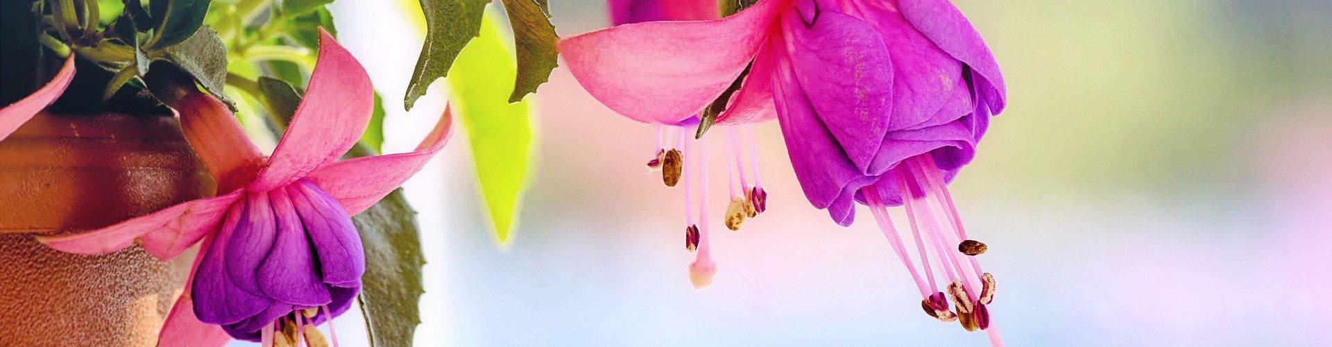 fuchsia flower in close up