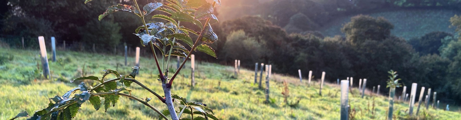 young trees in a field