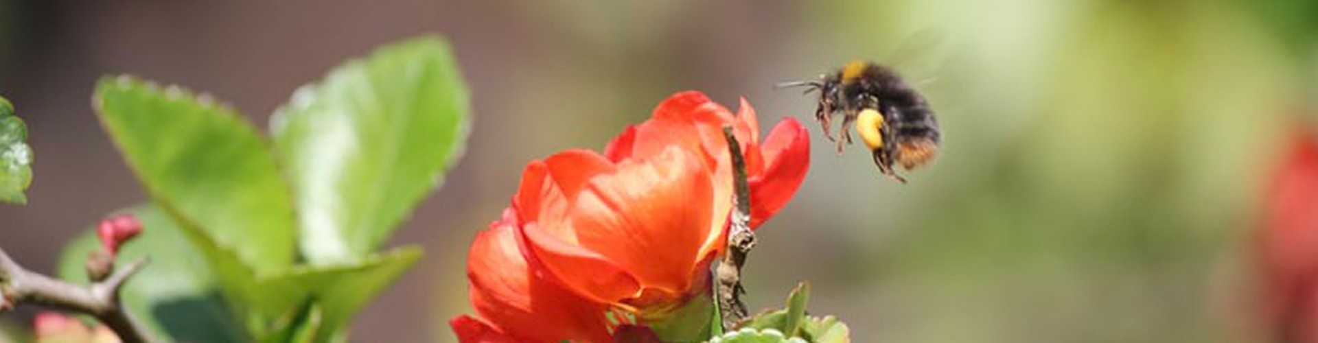 bee visiting a red flower