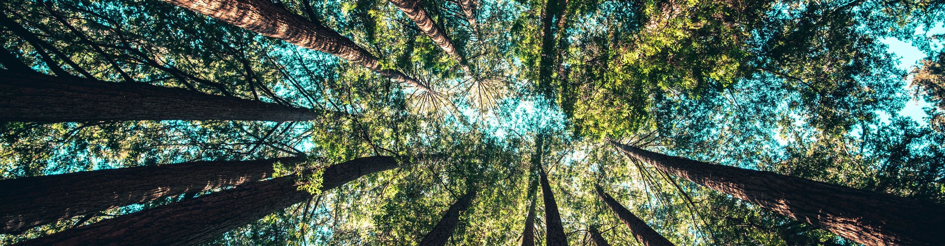 tall trees shot from below looking up to a blue sky
