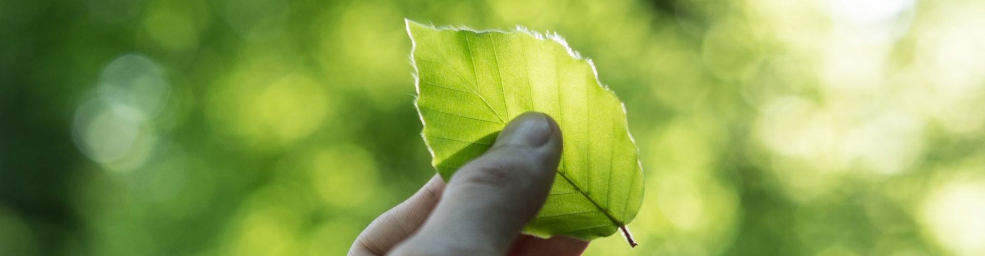 fingers holding leaf up to the light
