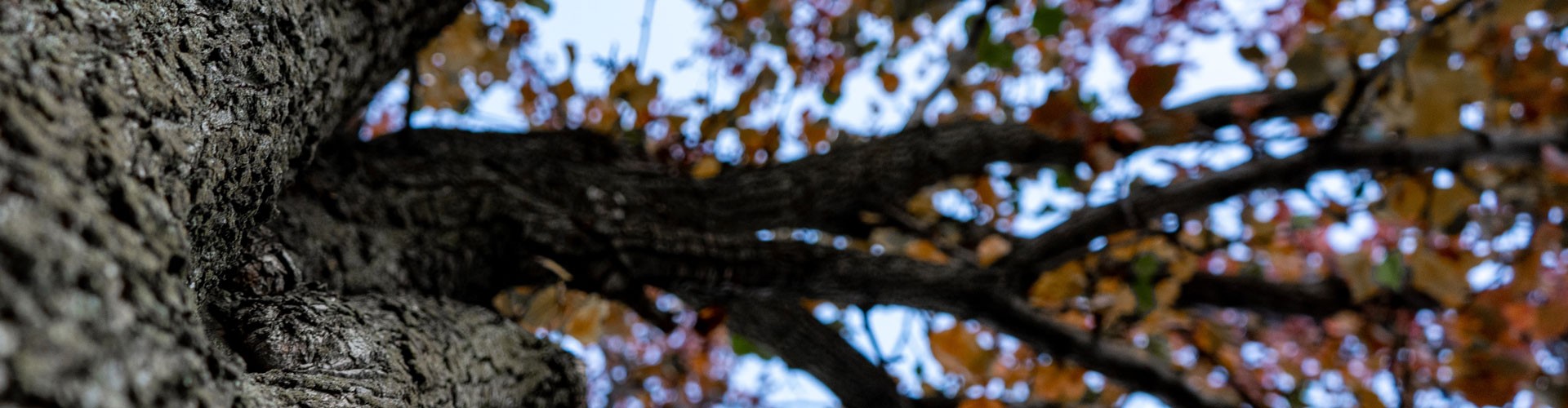 looking up through tree branches