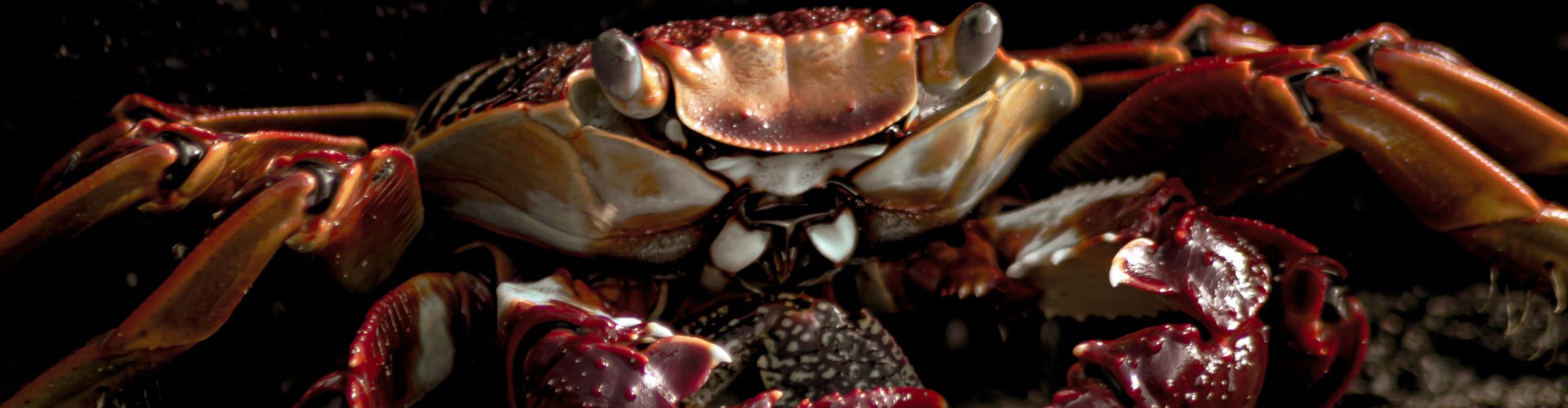 close up of a crab on dark background