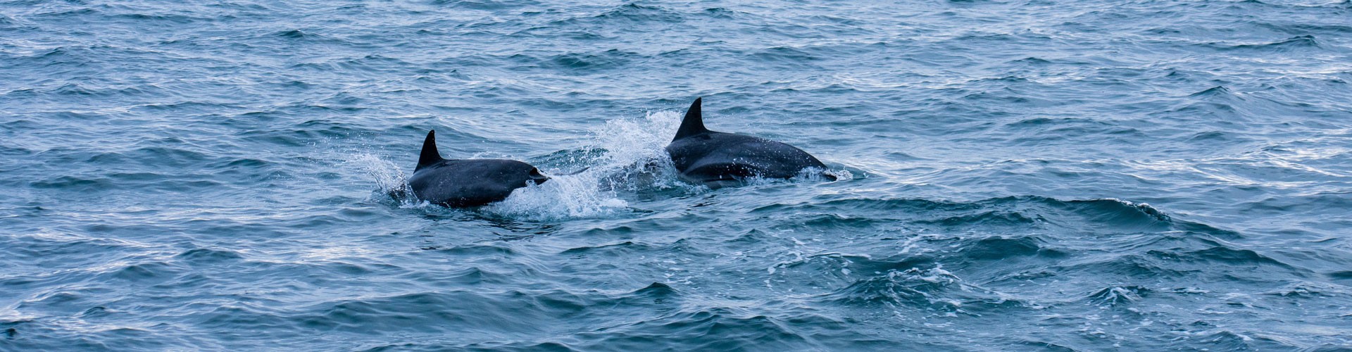 two dolphins breaching