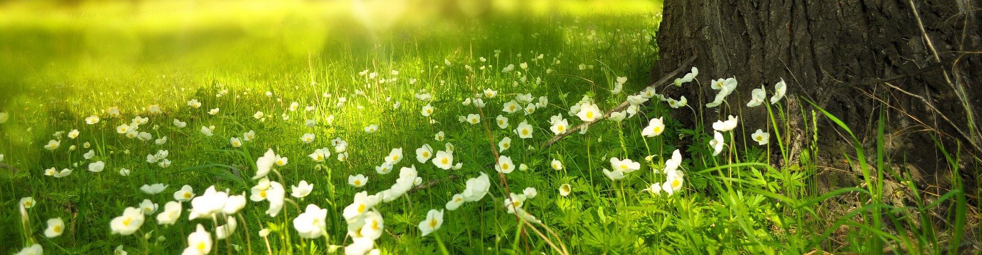 white wild flowers at the base of a tree on a sunny day