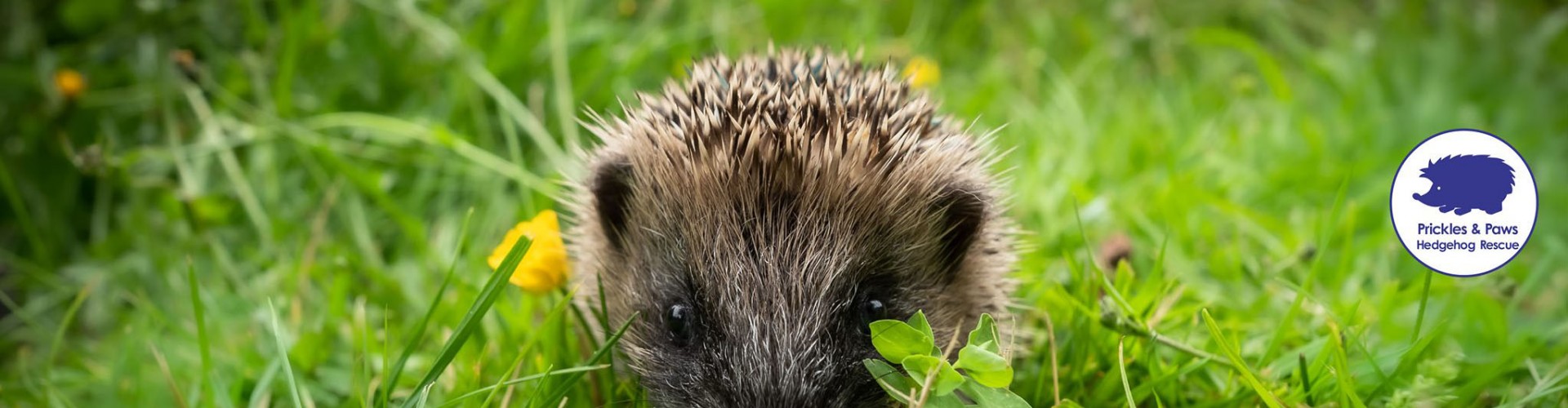 Prickles and Paws