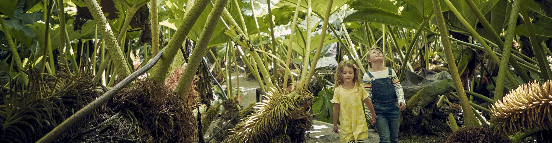 gunnera at trebah with children walking below