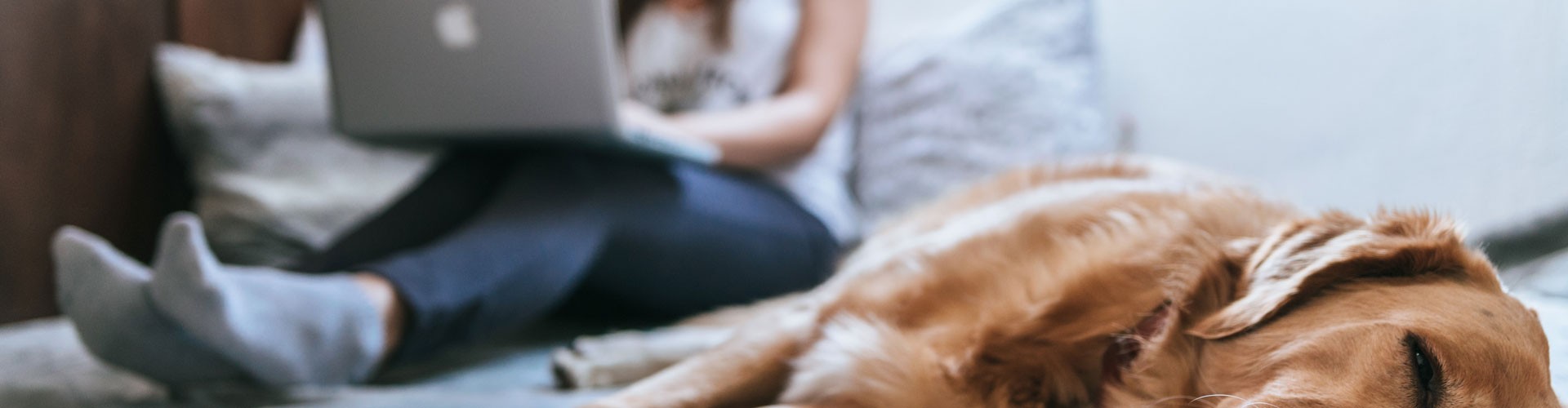 woman working in laptop with dog in foreground