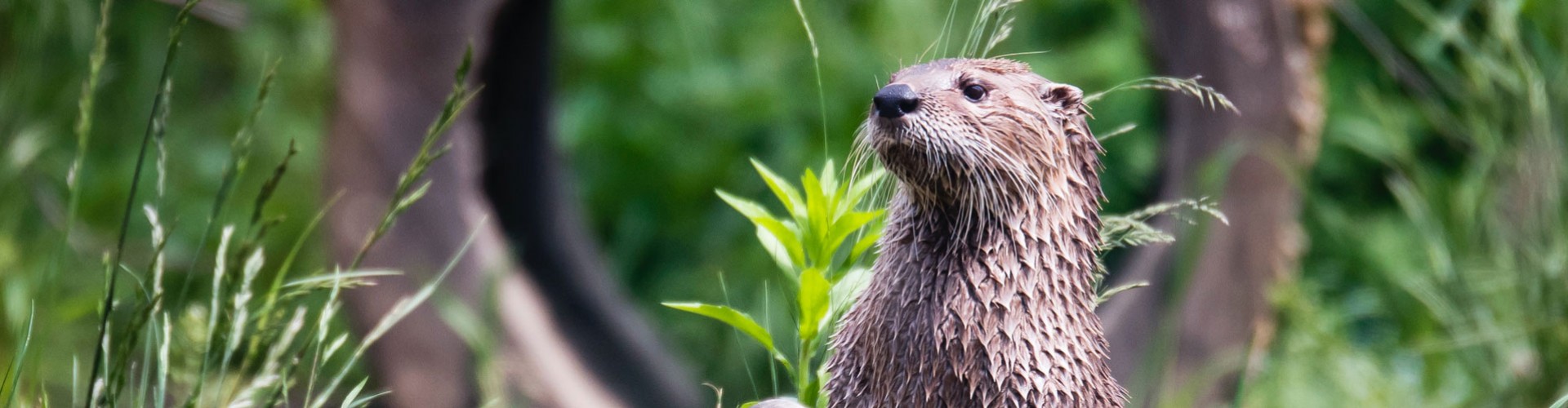 otter!