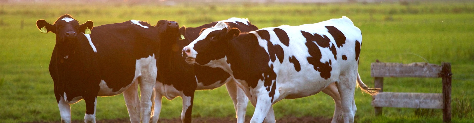 two cows in a field