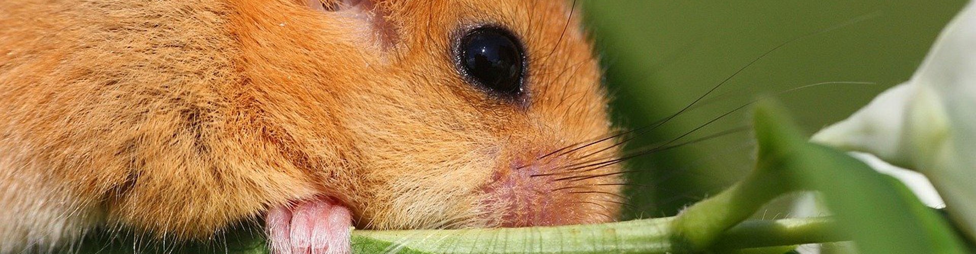 dormouse