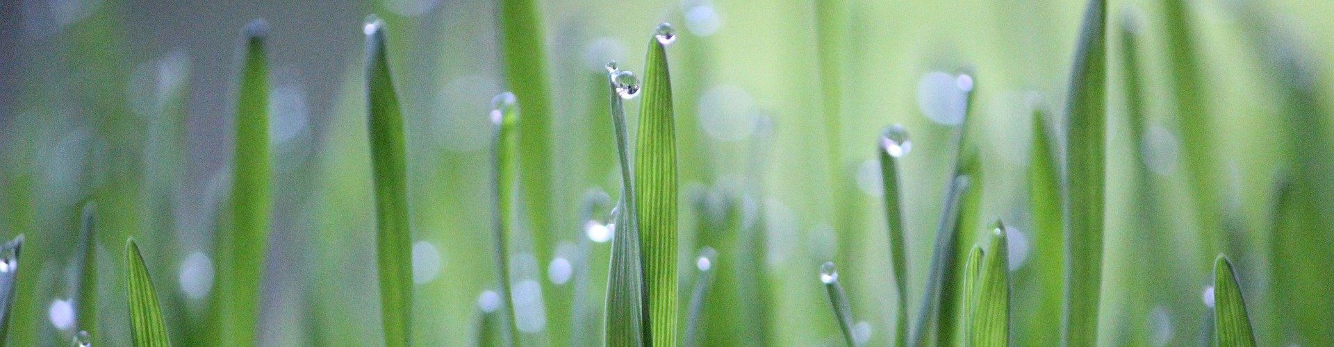 grass with dew