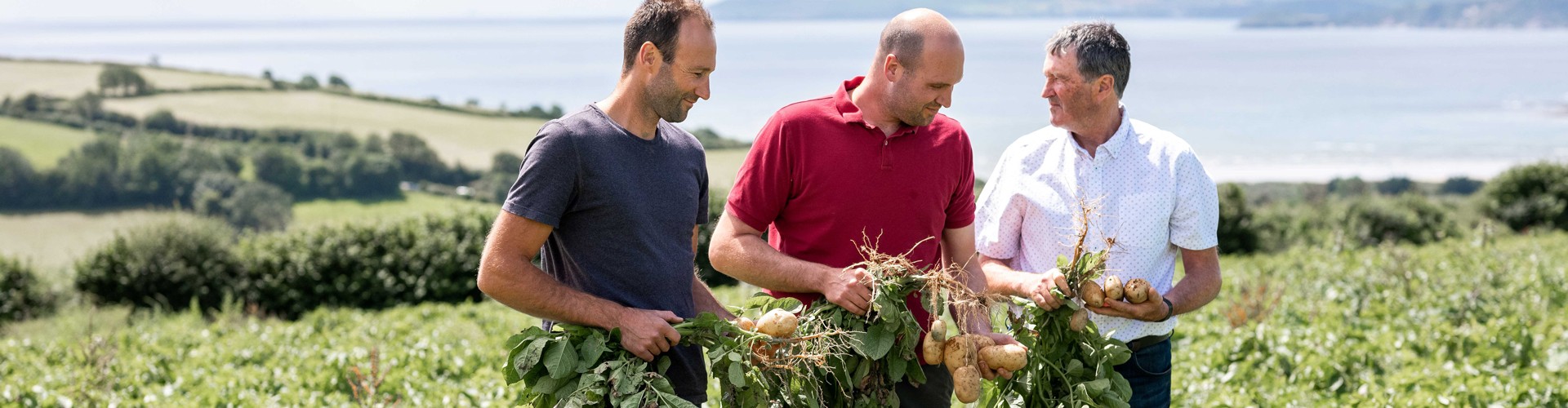 Colwith Farm Distillery potato fields