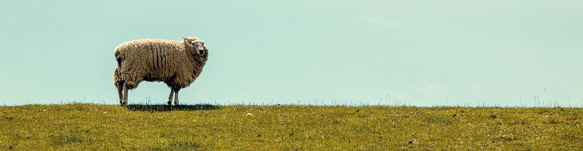 a sheep in a field