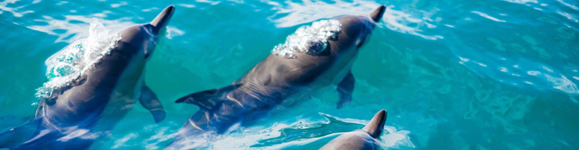 dolphins