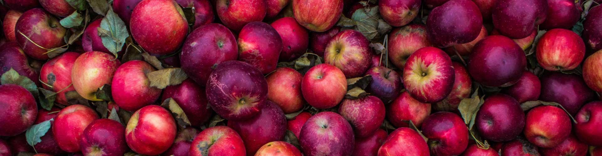 apples