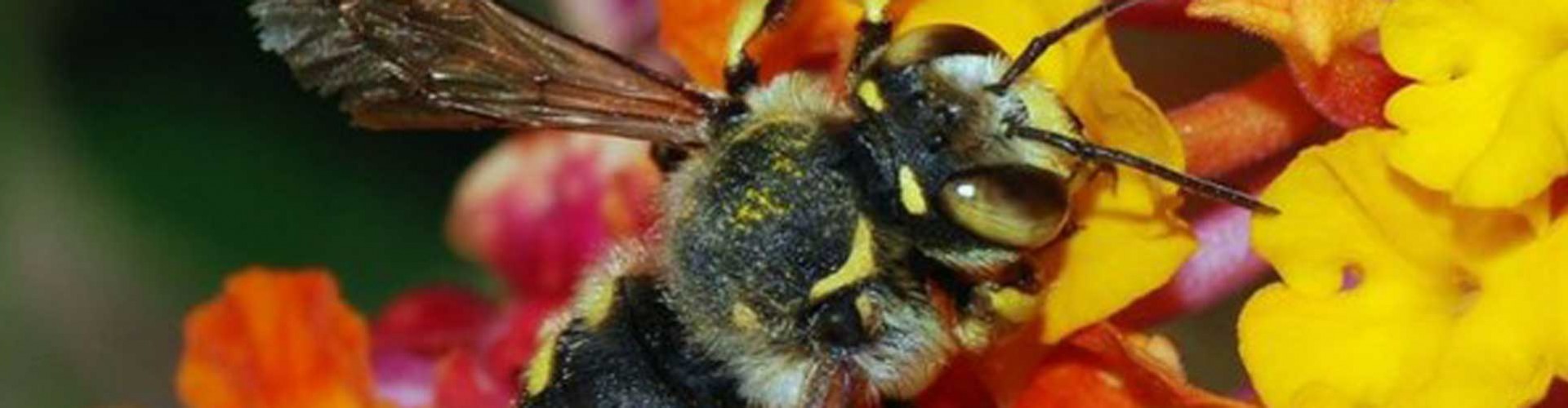 bee on flower