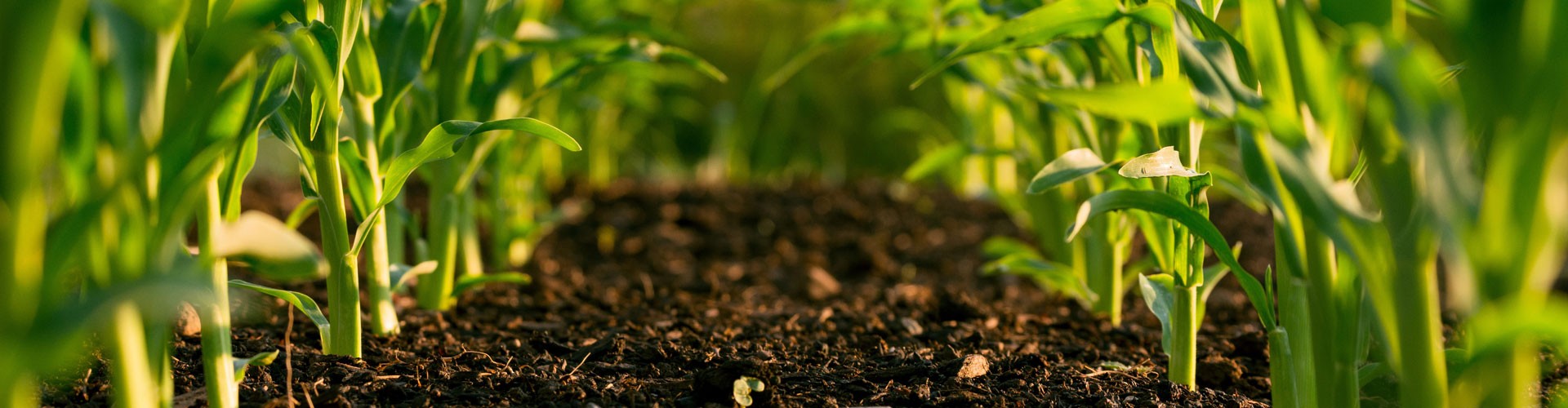 farming plants growing