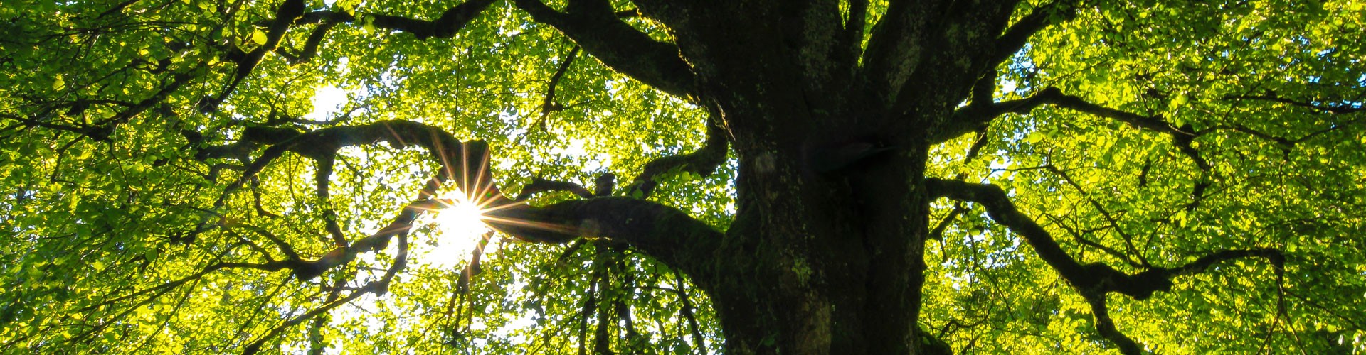 tree with sun