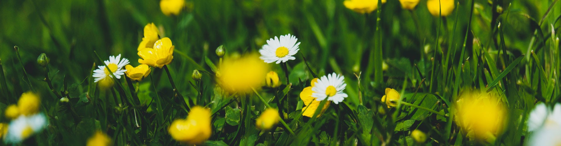 wild flowers