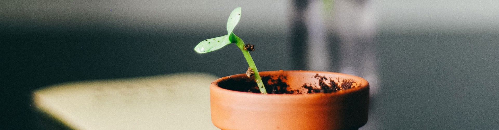 A seedling growing out of a pot