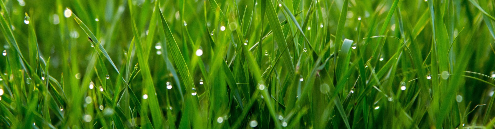 Dew-drop grass