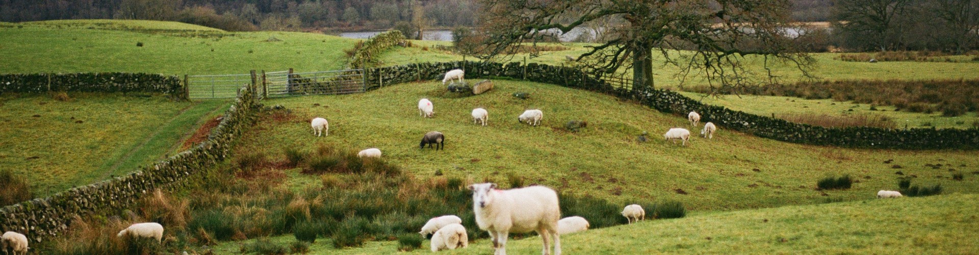 Sheep on a farm field