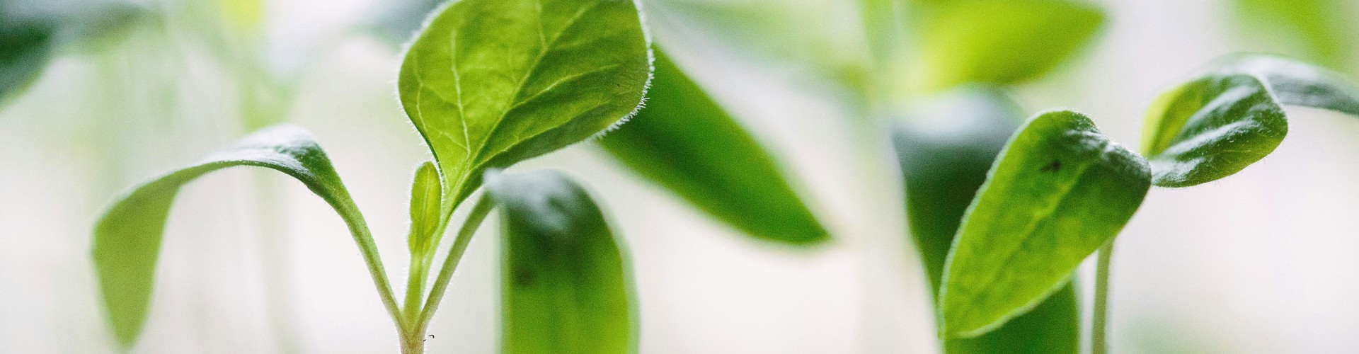 Green seedlings