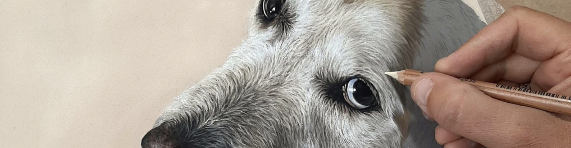 naomi jenkin drawing of a dog