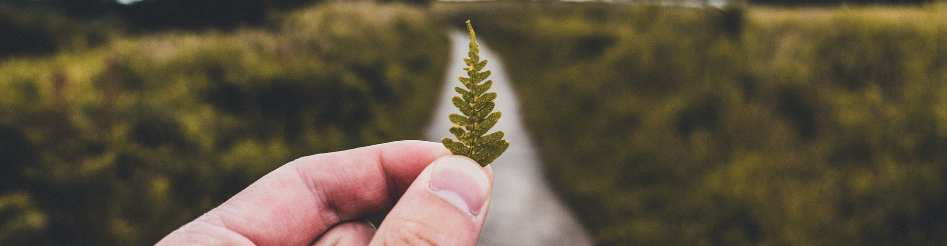 path to sustainability