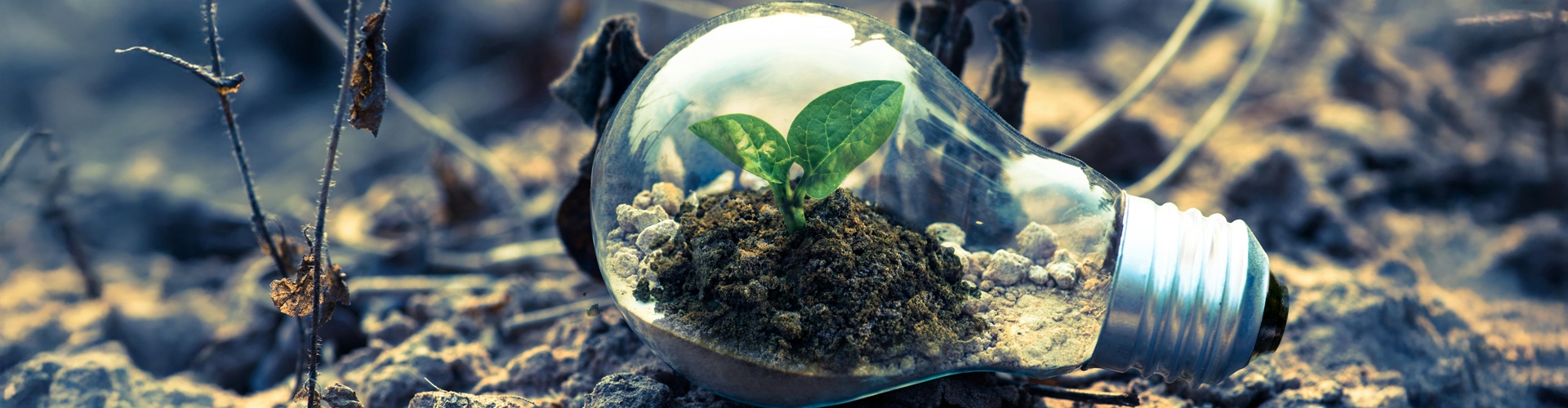 lightbulb with plant inside