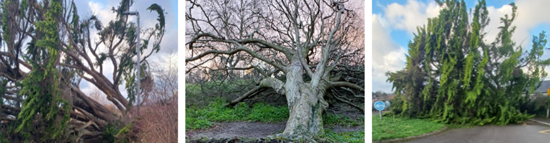 Picture showing 3 fallen trees