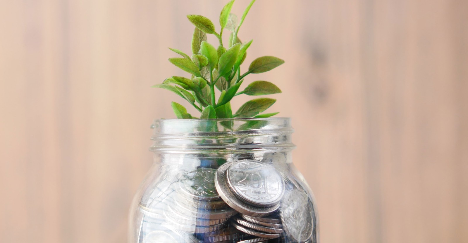 A seedling growing out of a money pot