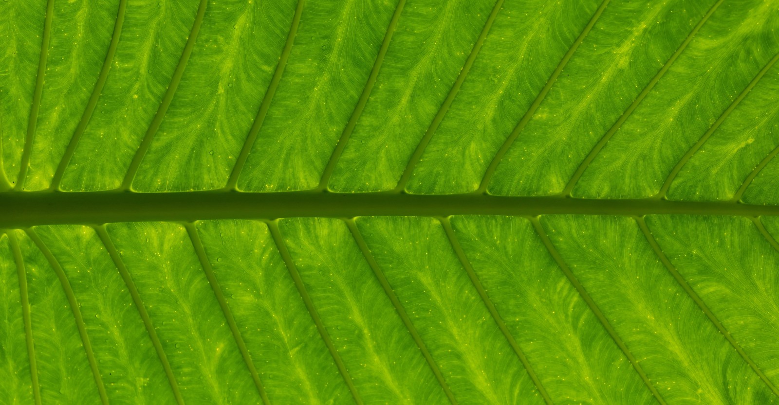 Close up on a green leaf