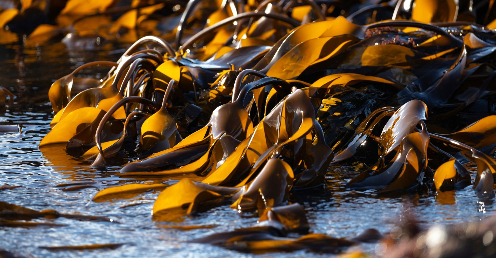 Seaweed by water